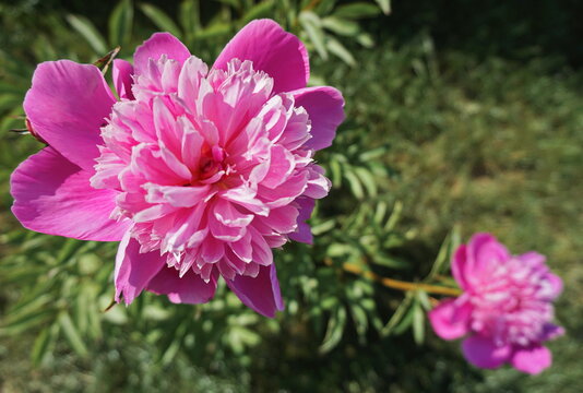 Top view of two blooming peony flowers in grass - the flower in the foreground in focus