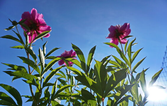 Peony flowers bottom view