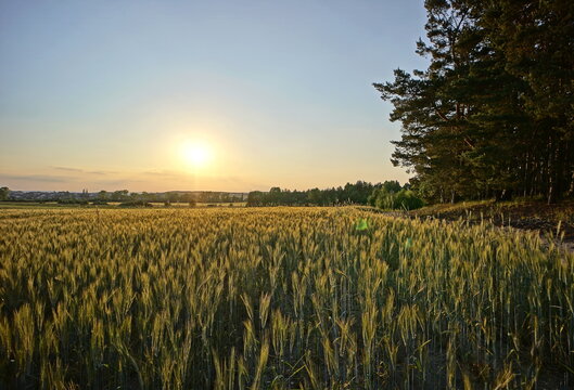 Corn field illuminated by evening sun and part of a forest at sunset