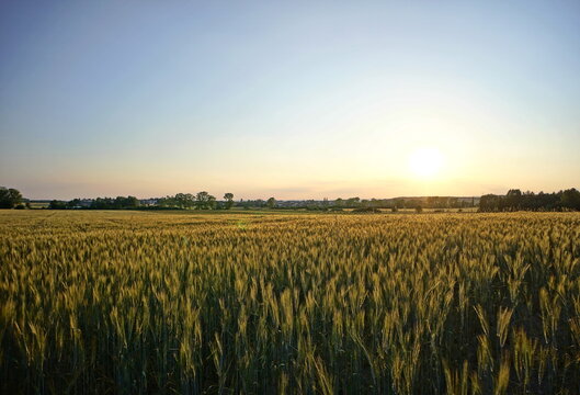 Corn field illuminated by evening sun at sunset
