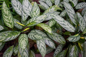 Aglaonema silver queen, green foliage closeup, abstract background with large leaves