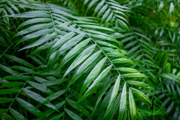 Green palm leaves closeup, abstract background with lush vegetation