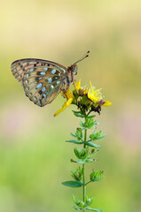 butterfly of the genus of the Nymphalidae  in the early morning on a field flower dries its wings from dew