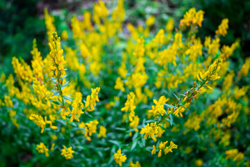 Genista tinctoria yellow flowers, abstract background with flowering plant