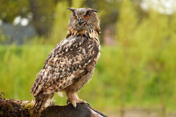 Eagle Owl, sits on a tree trunk with moss. The bird of prey is sitting in the rain, it is raining thick drops. The bird seen from the side with its head turned towards the camera