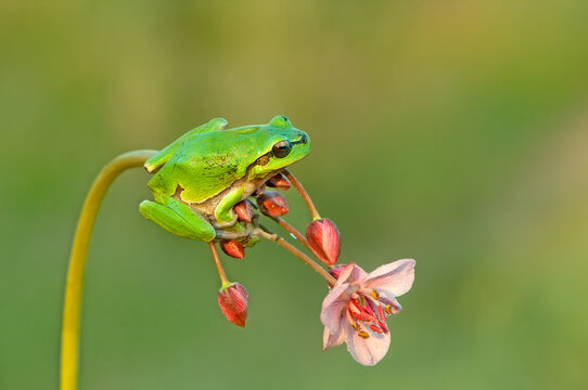Little green frog Hyla arborea sits on a flower  by the lake  a summer morning
