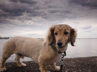 犬と海　曇り空