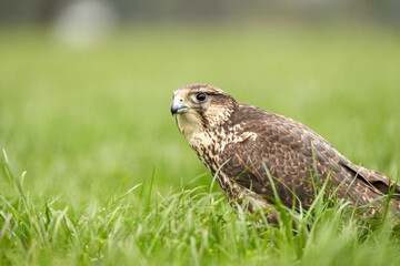 Close-up of a buzzard bird of prey head. Sits in the grass, part of body