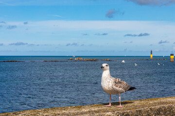 Seagull in the port of Roscoff, Finistere, Brittany, France