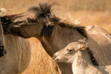 Mare and foal konik horses head in a nature reserve, they graze in the golden reeds © Dasya - Dasya
