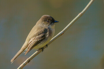 Obraz premium Eastern Phoebe