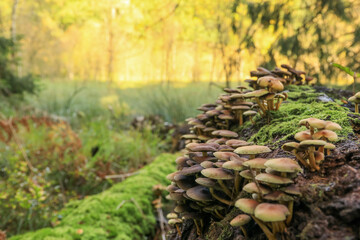 mushrooms in the forest