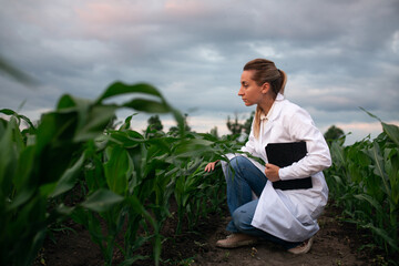 Young woman agronomist in white coat checks growth of corn in field. Farmer takes notes on tablet. agro business concept