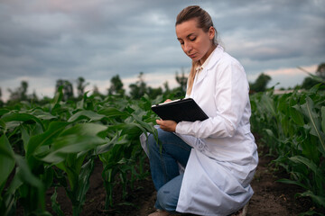 Young woman agronomist in white coat checks growth of corn in field. Farmer takes notes on tablet. agro business concept