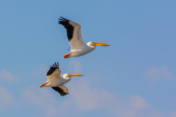 Pelicans flying in a blue sky