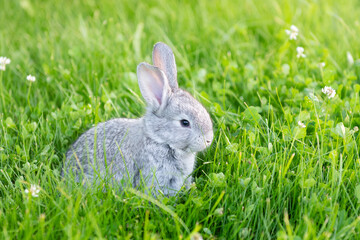 little cute gray bunny sits on a background of green grass in the summer in the sun during the day....