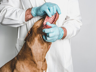 Adorable puppy of chocolate color at the reception at the vet doctor. Close-up, isolated...
