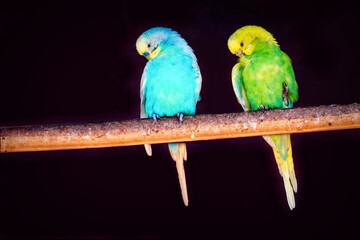 Two Parrots on Perch.

