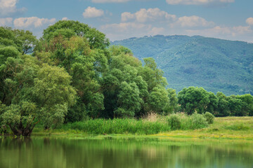 Spring natural landscape with a lake surrounded by green foliage of trees