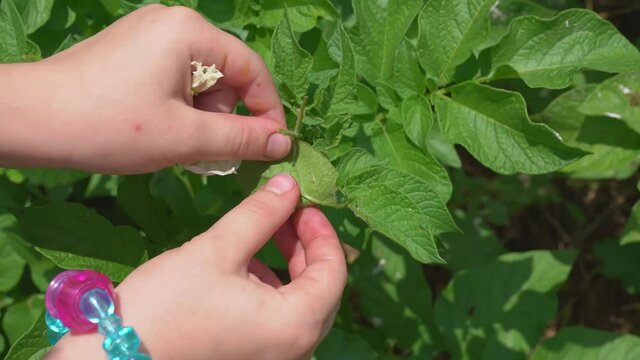 hands crush larvae of Colorado beetles on potato leaves. 