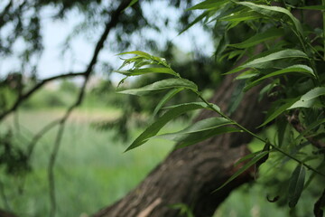 green leaves of a tree