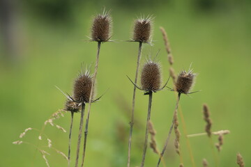 Obraz premium thistle in the field