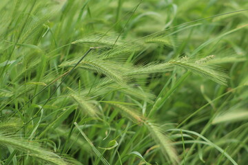 green spikelets in the wind