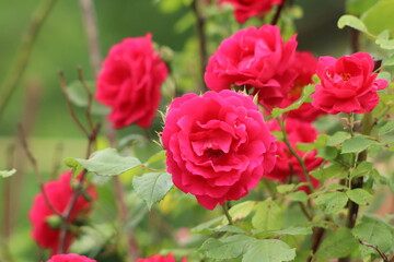 red roses in garden