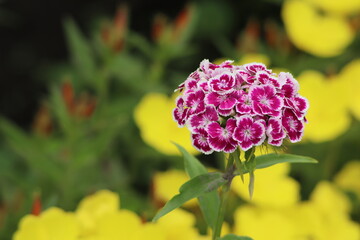 purple and yellow flowers