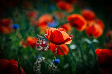 red poppy flowers