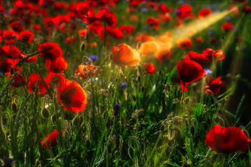 field of poppies