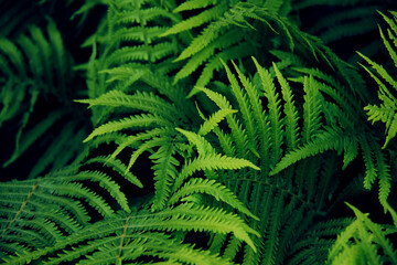 Fototapeta na wymiar botanical background with green fern leaves