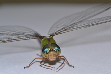 Close-up of dragonfly on white background 