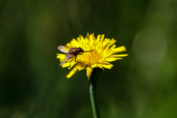 A stray lone fly basks on a bright yellow dandelion.