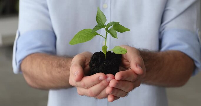 Close up Caucasian male hands holding young new born natural sprout green plant in soil. Caring for nature, Earth Day, ecology issues, environment protection, agriculture development, growth concept