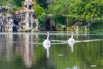 Mute swan - Cygnus olor at Parc Majolan, France