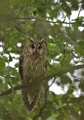 Long-eared owl .Asio otus perched on a branch .