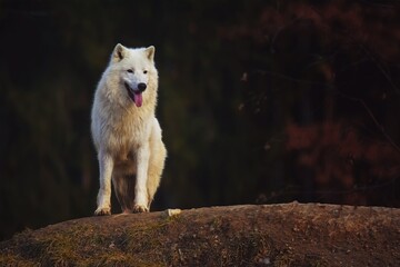 Arctic wolf in the forest