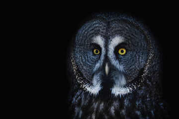 great grey owl