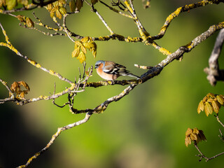 Common Chaffinch in Bellmunt