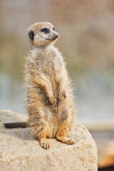 Suricate detail portrait