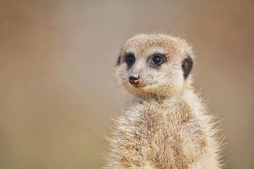 Suricate detail portrait