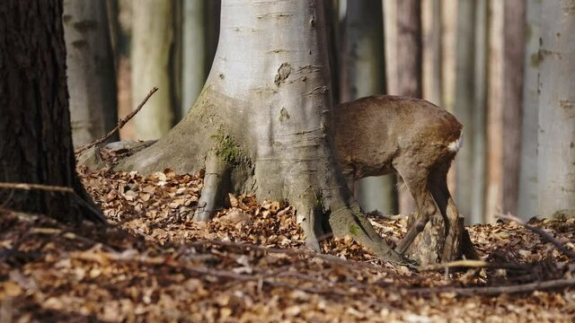European roe deer (Capreolus capreolus) walking through a beech forest