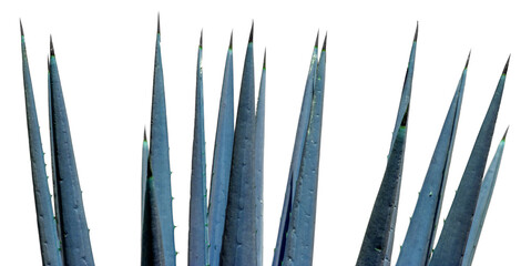 Pointes épineuses d’agave bleue, fond blanc 