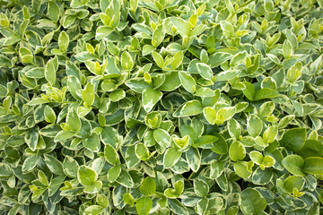 Background of thickets of beautiful decorative plant with spotted green leaves