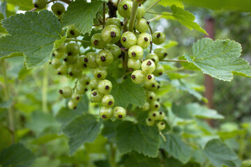 A branch of a currant bush with a bunch of unripe green berries