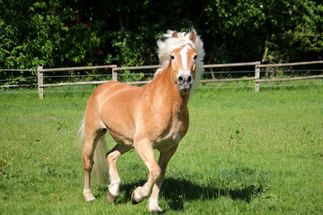 beautiful haflinger horse is running on the paddock and looking into the camera