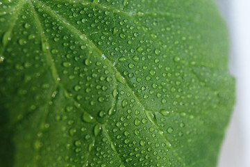 
Dew drops with glare of the sun on a green leaf shot close-up on a macro lens, beautiful botanical background for text, website or mockup