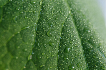 
Dew drops with glare of the sun on a green leaf shot close-up on a macro lens, beautiful botanical background for text, website or mockup