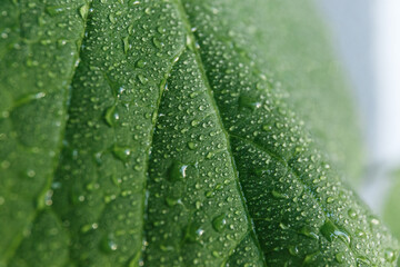 
Dew drops with glare of the sun on a green leaf shot close-up on a macro lens, beautiful botanical background for text, website or mockup